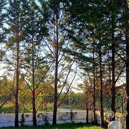 Leyland Laureana Cilento